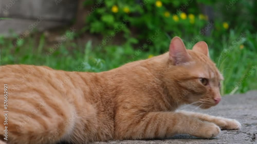 Red cat imposingly rest on the ground in the garden Red cat imposingly rest on the ground in the garden