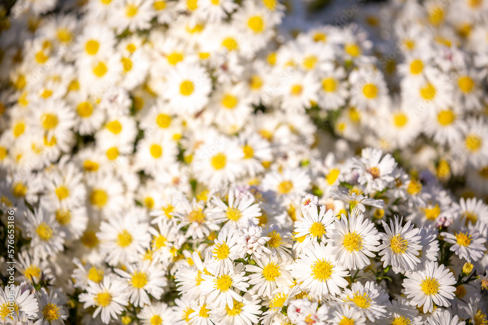 Fototapeta premium White flowers close up. Bouquet of light daisy flowers. City flower beds, a beautiful and well-groomed garden with flowering bushes.
