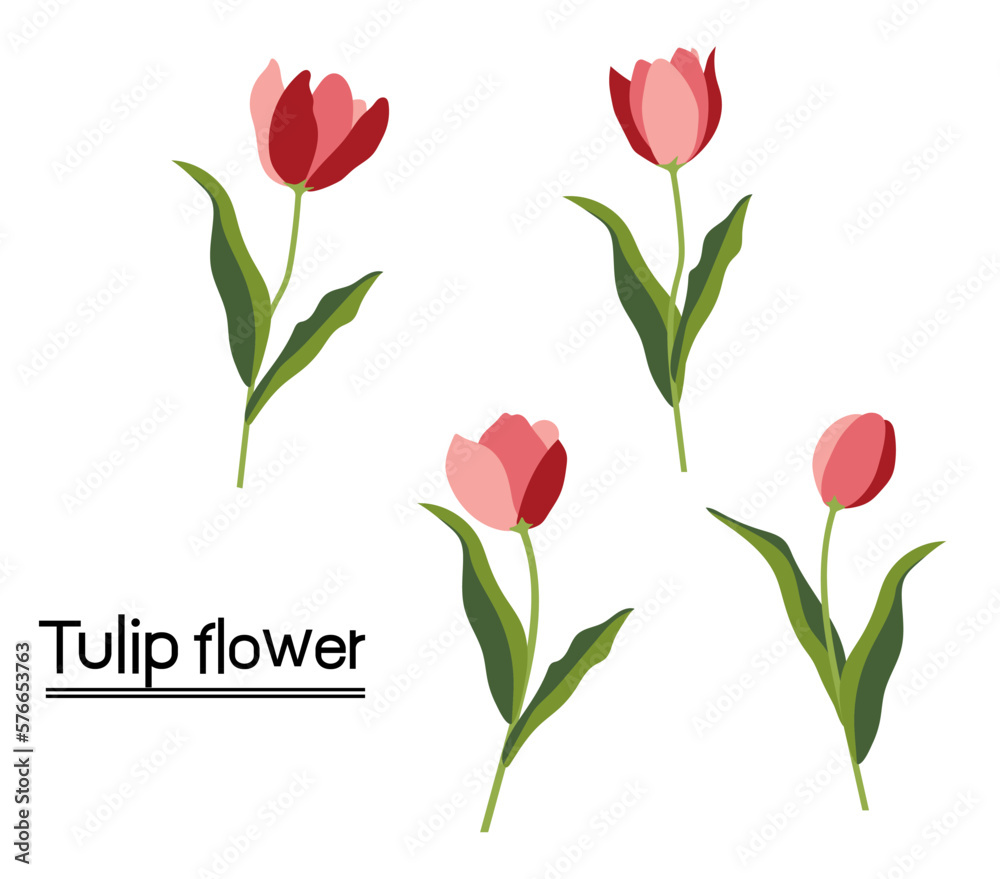 Tulips on white background.Eps 10 vector