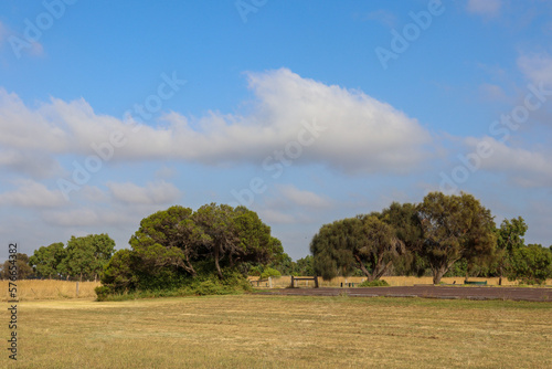 landscape with tea trees and sky