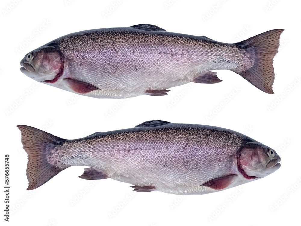 raw rainbow trout isolated on white background raw rainbow trout isolated on white background