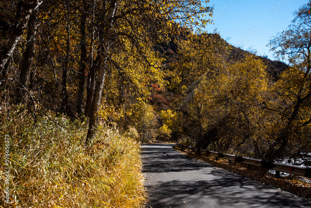 Country road through the mountains forest. Deep blue sky. Early autumn in China. Warm autumn sunlight. Vacations, travel destinations, adventure.