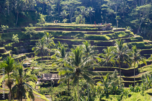 Rice paddy terraces in Bali  Indonesia