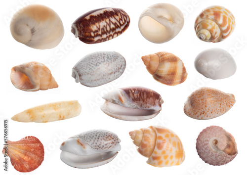 Seashell collection isolated on white background close up