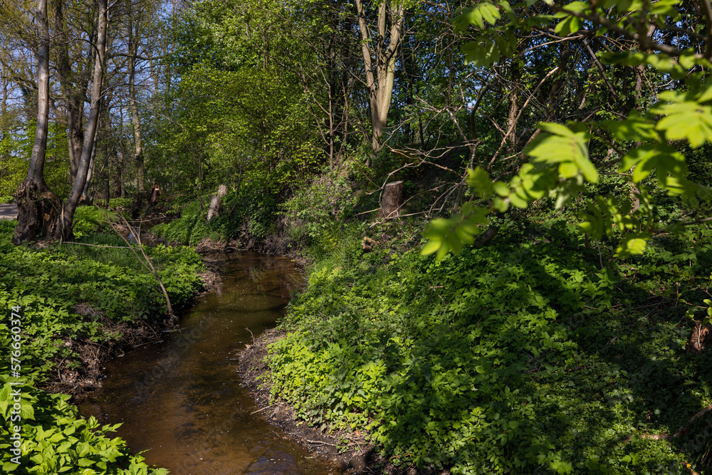 Obraz premium stream in the woods