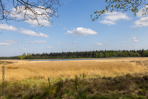 landscape with trees photo
