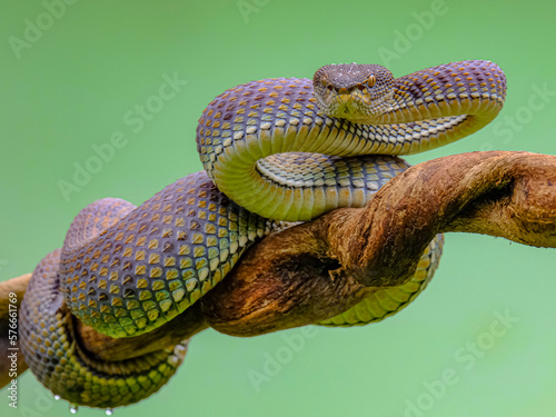 Trimeresurus