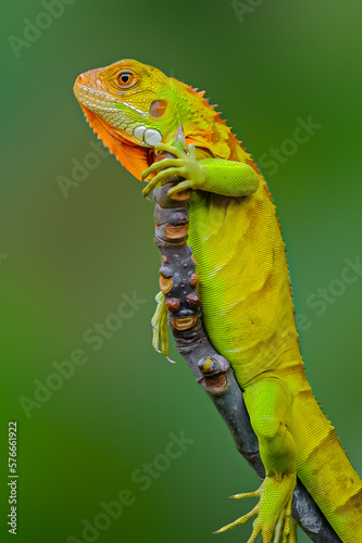 Iguana di pohon