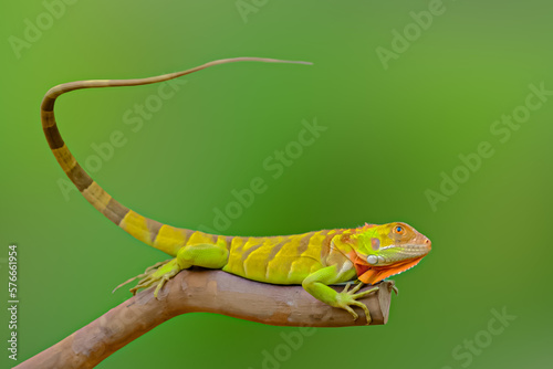 Red iguana