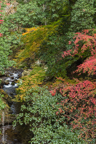 日本　大阪府箕面市にある箕面公園を流れる箕面川と紅葉した木々