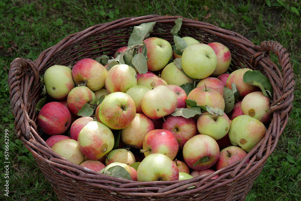 Apples in a huge basket
