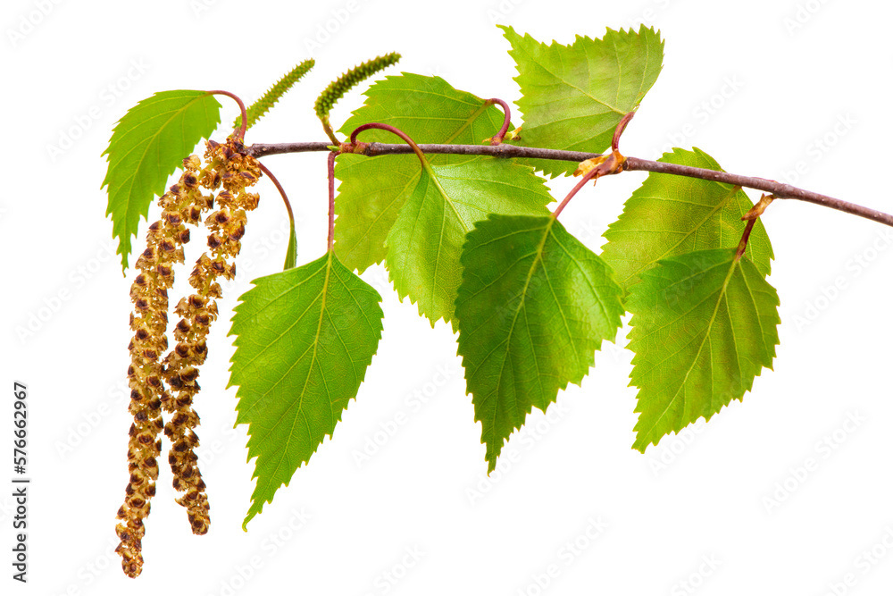 little branch of birch tree with pollen