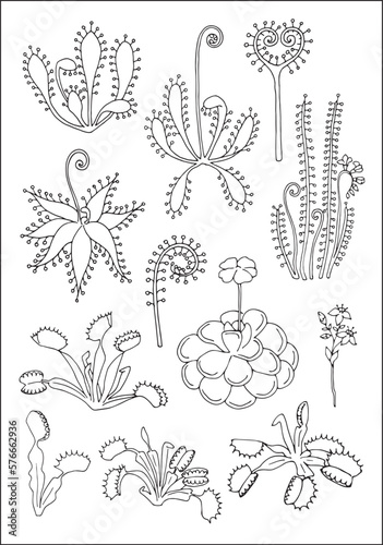 Carnivorous plants. Venus flytrap, pinguicula and sundews. Set of vector botanical decorative elements in black and white, contours and different forms of tropical leaves, silhouettes of leaves.