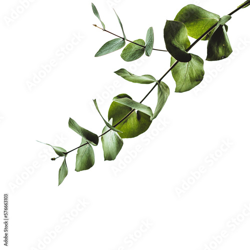 Wallpaper Mural green leaves, plant, leaf  transparent Torontodigital.ca