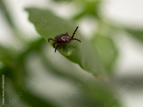 Infectious parasitic insect Dermacentor Dog Tick Arachnid on a green plant leaf. Insect. © Jakob