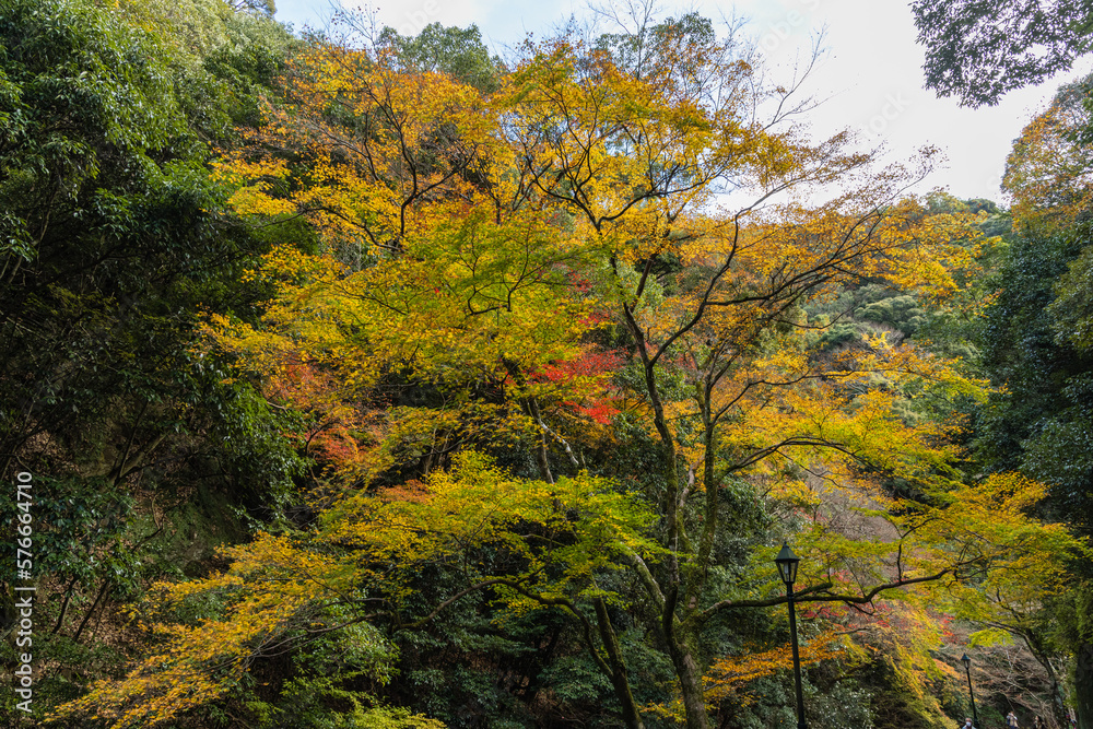 日本　大阪府箕面市にある箕面公園の紅葉した木々
