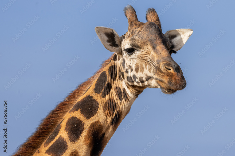 Obraz premium Kenia Tiere