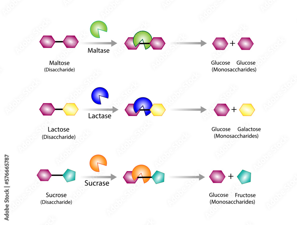 Vecteur Stock Carbohydrates Digestion. Maltase, Sucrase and Lactase