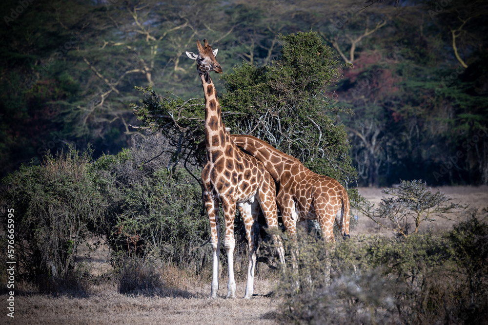 Obraz premium Kenia Tiere