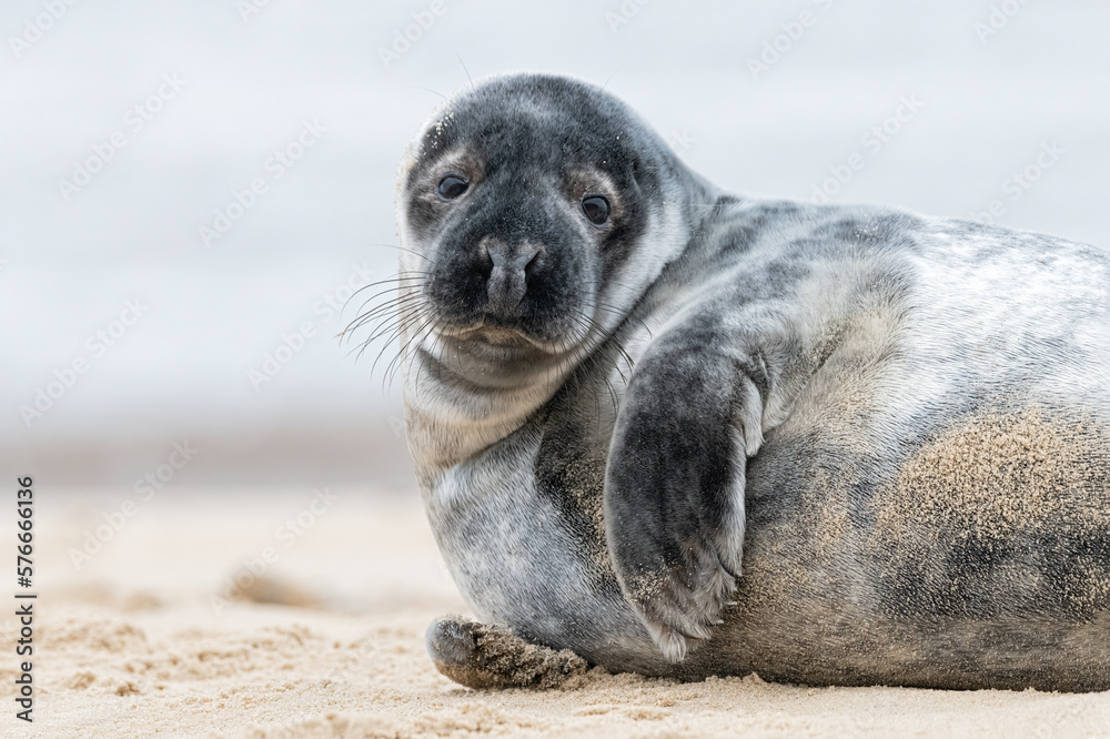 Fototapeta premium Atlantic Grey Seal weener pup