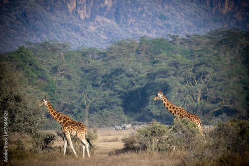 Kenia Tiere