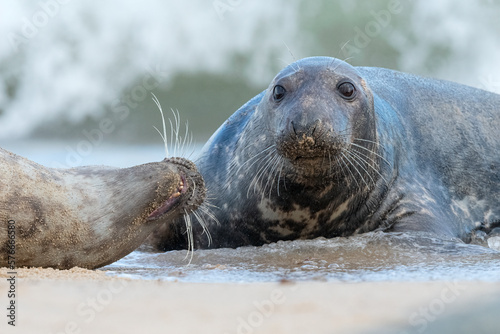 Atlantic Grey Seal courting couple 