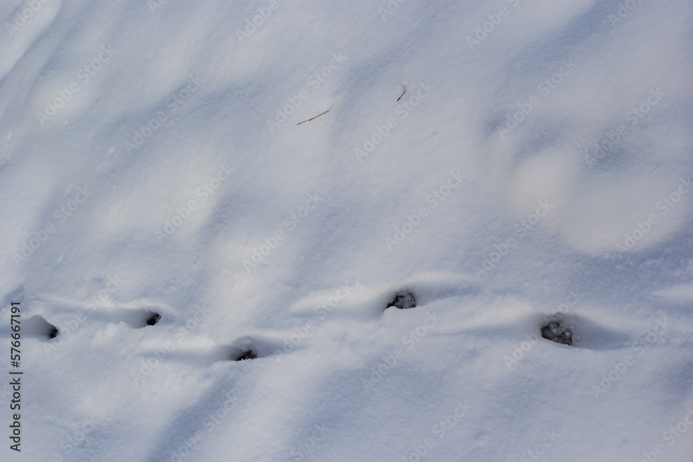 animal tracks in the snow,hare tracks in winter in the snow