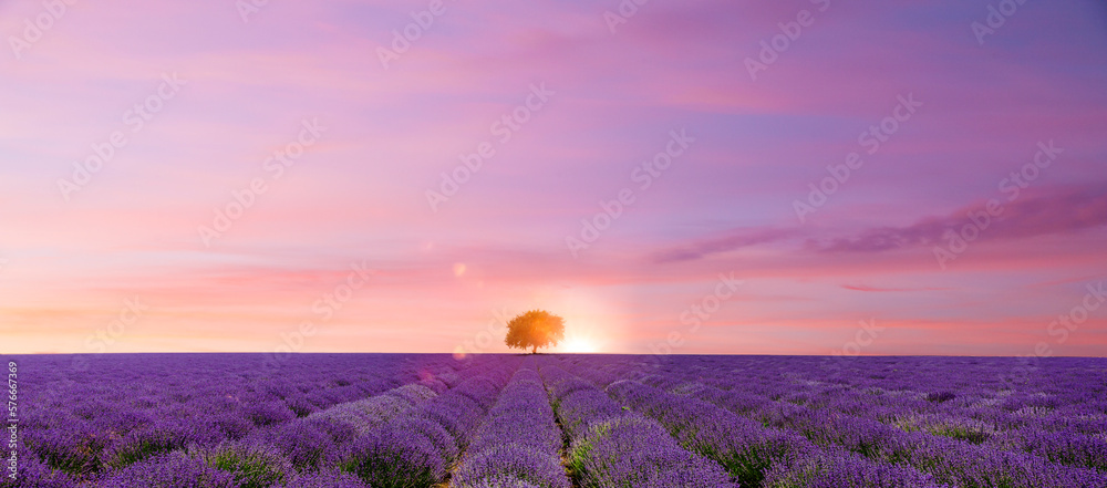 Lavendelfeld mit Baum un Sonnenstrahlen - obrazy, fototapety, plakaty 