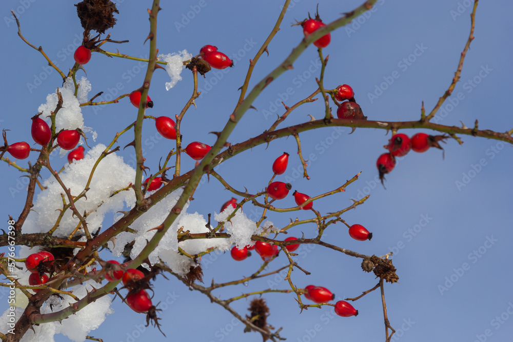 the red berries of a rose-hip in the winter in snow the red berries of a rose-hip in the winter in snow