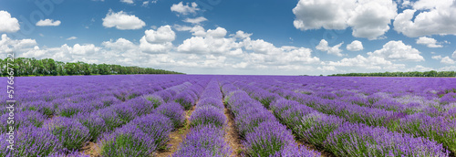 Lavendelfeld in voller Blüte in Bulgarien
