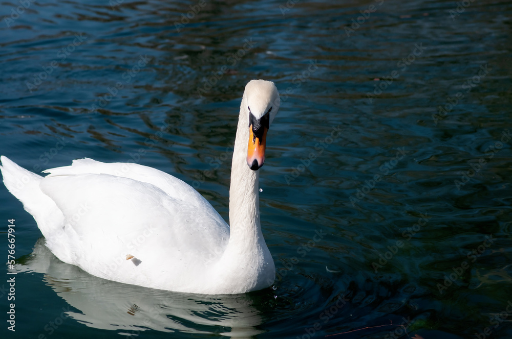 Naklejka premium White swan swims on the pond. Ornithology