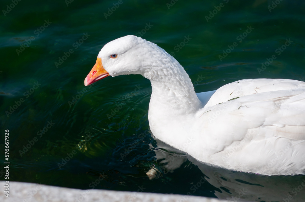 White goose on pond, outdoor. Birds, ornithology White goose on pond, outdoor. Birds, ornithology