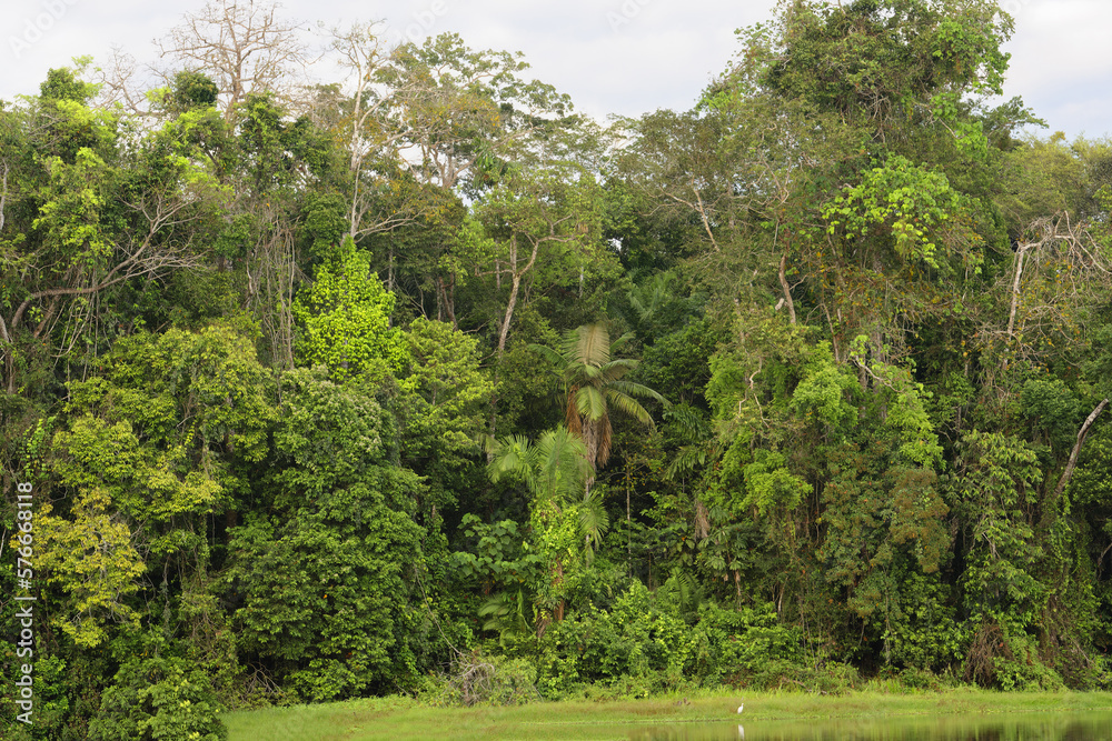 Amazon Tropical Rain Forest at Oxbow Lake, Manu National Park, Peruvian Amazon, Peru