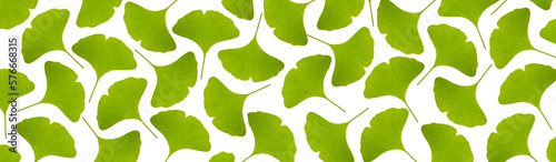 Grüne Ginkgoblätter auf weissem Hintergrund