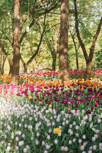 Fototapeta Naklejka Na Ścianę i Meble -  tulip field in spring