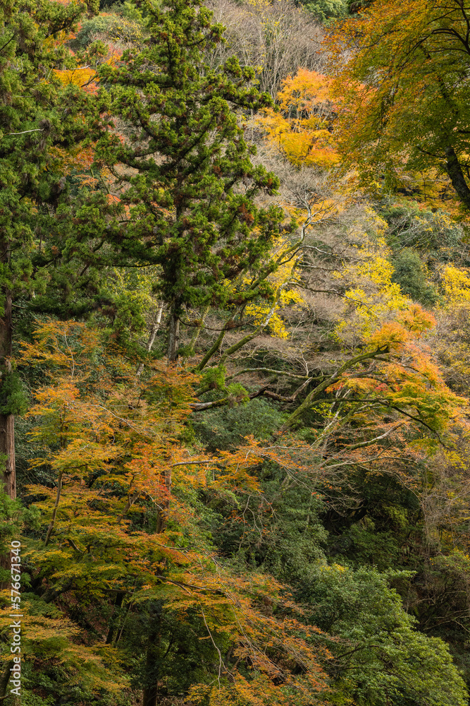 日本　大阪府箕面市にある箕面公園の紅葉した木々