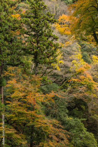 日本 大阪府箕面市にある箕面公園の紅葉した木々