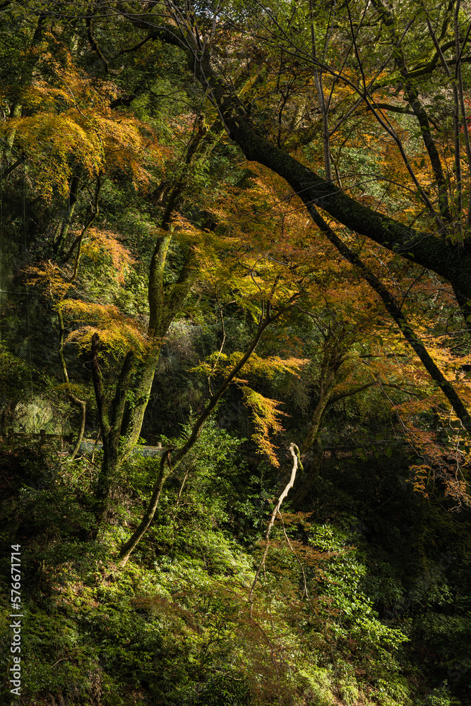 Obraz premium 日本 大阪府箕面市にある箕面公園の紅葉した木々