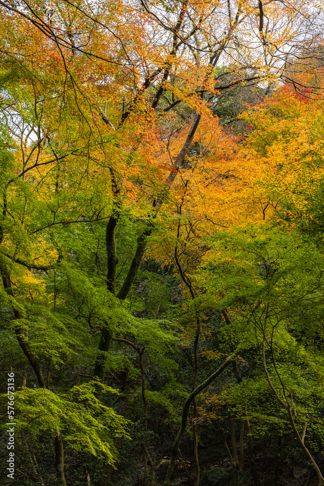 日本　大阪府箕面市にある箕面公園の紅葉した木々