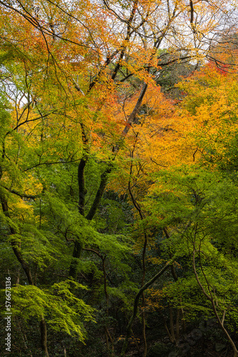日本　大阪府箕面市にある箕面公園の紅葉した木々