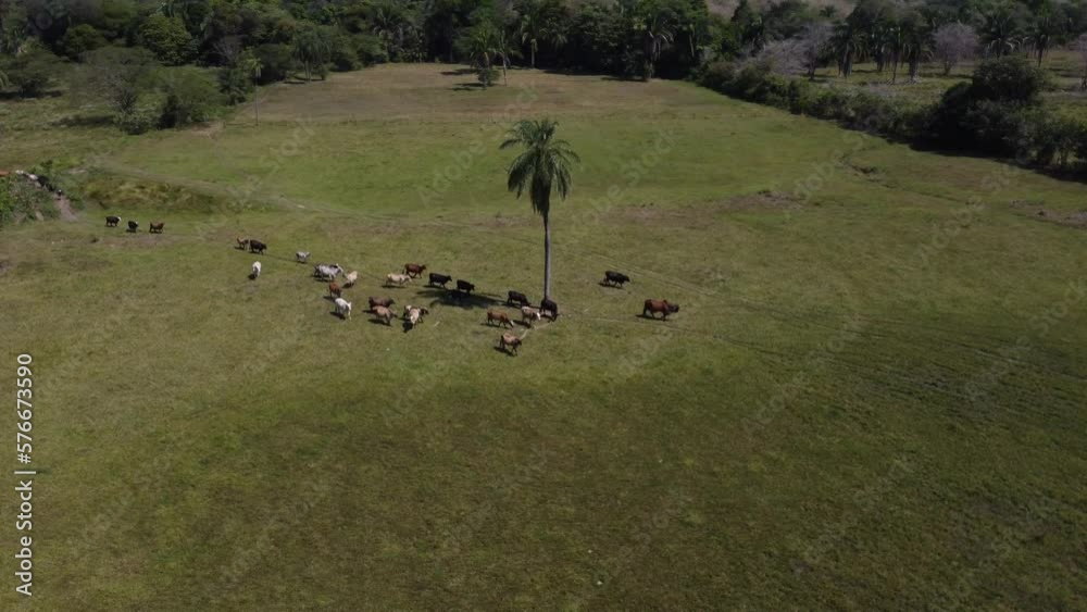 cattle in the green field of venezuela cattle in the green field of venezuela