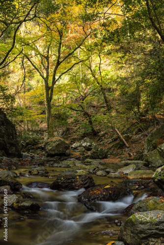 日本 大阪府箕面市にある箕面公園を流れる箕面川と紅葉した木々