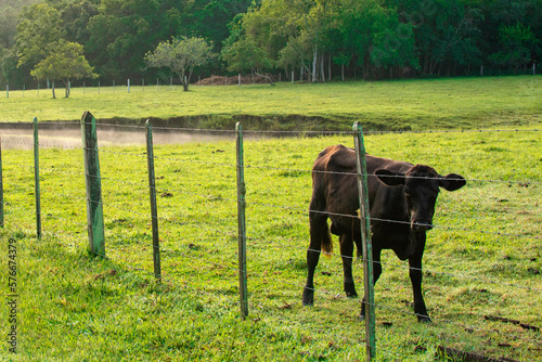 Cows graze on the Brazilian fazenda, Rio Grande do Sul