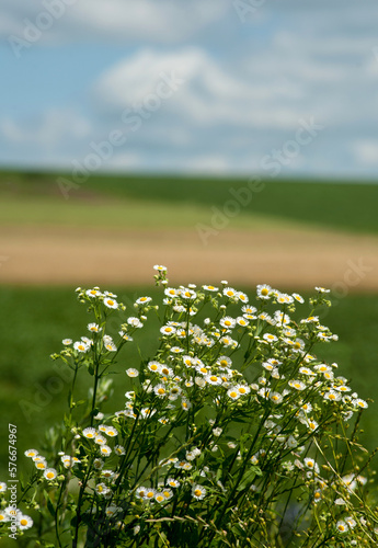 Blooming wild chamomile bush, Chamomile flowers in summer. Selective focus
