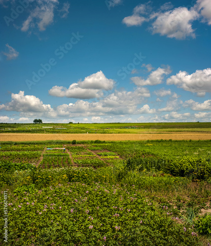 vegetable fields, potato blossoms, green soybeans and reaching cereal fields ...