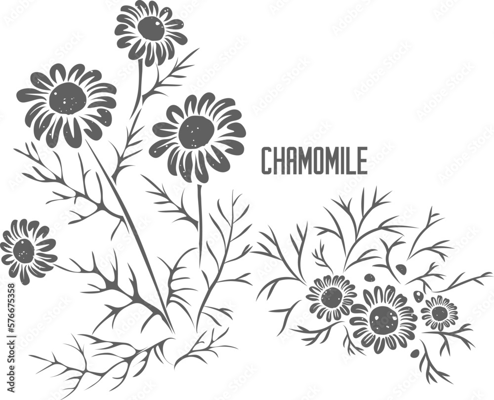 Chamomile stem with flowers vector silhouette. Matricariae flores medicinal herbal outline. Roman chamomile silhouette for pharmaceuticals and cosmetology. A set of Chamomile blossom outlines.