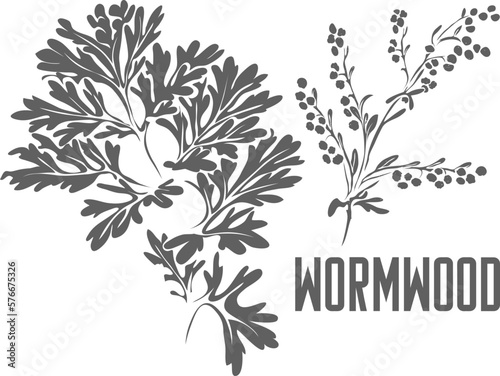 Wormwood stem vector silhouette. Artemisia absinthium medicinal herbal outline. Wormwood leafs silhouette for pharmaceuticals and coocking. A set of Absinthe plant outlines.