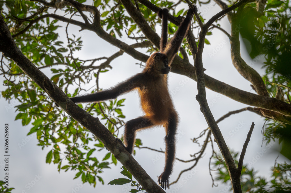 Naklejka premium Wild spider monkey on a brunch in Corcovado (Costa Rica) 
