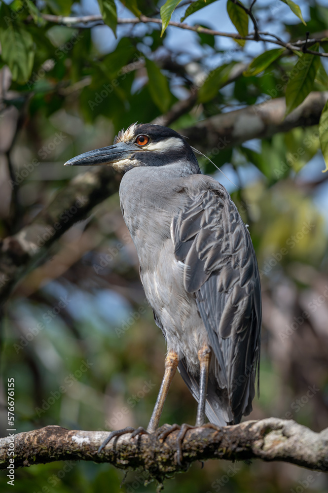 Fototapeta premium Yellow crowned Night Heron (Nyctanassa violacea) bird with red eyes, perched on a branch in the Tortuguero natural park of Costa Rica.