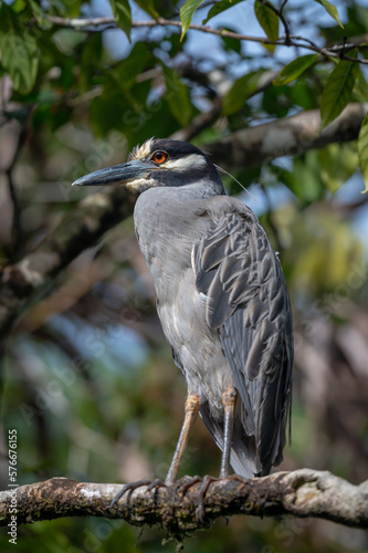 Yellow crowned Night Heron (Nyctanassa violacea) bird with red eyes, perched on a branch in the Tortuguero natural park of Costa Rica. photo